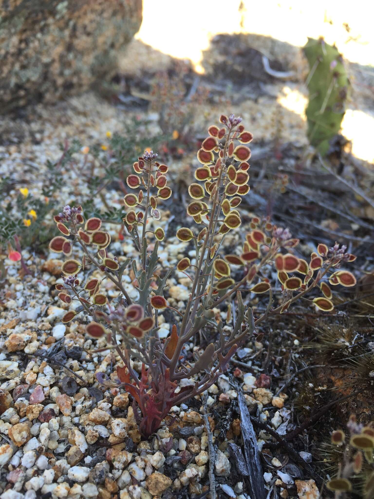 Image of mountain fringepod