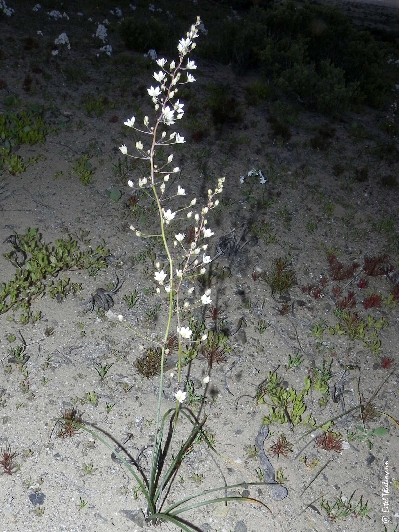 Image of Oziroe biflora (Ruiz & Pav.) Speta