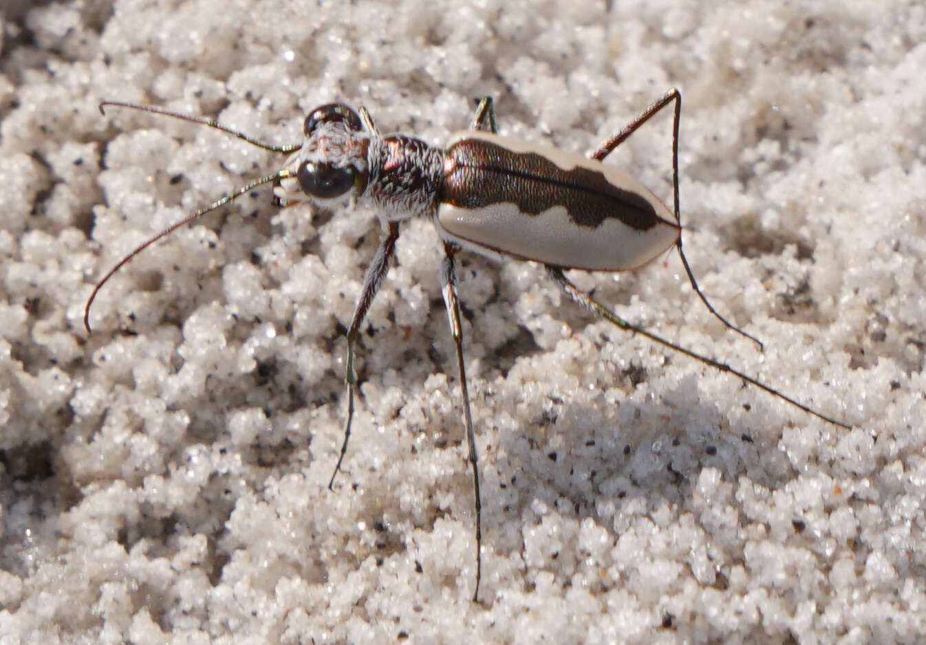 Image of White-cloaked Tiger Beetle