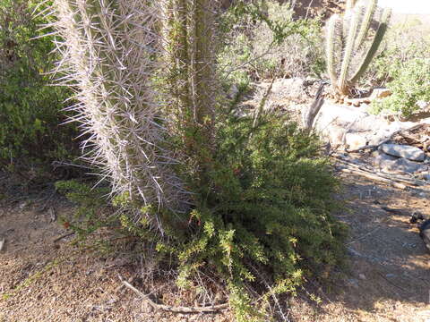 Image of Berberis glomerata Hook. & Arn.