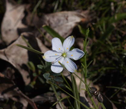 Image of Chamaescilla corymbosa (R. Br.) F. Muell. ex Benth.