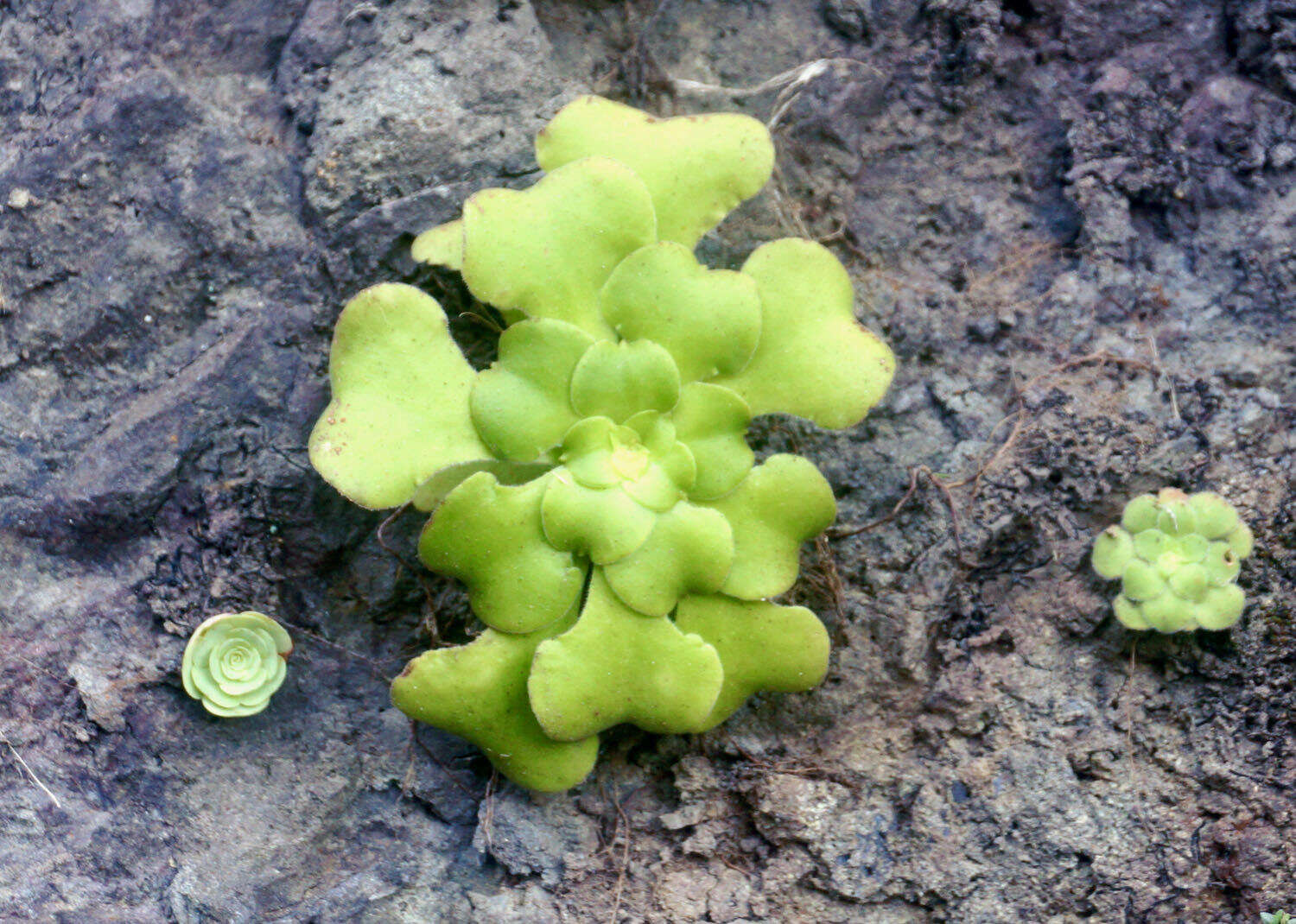 Image of Aeonium canariense subsp. latifolium (Burchard) Bañares