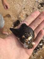 Image of Atlantic wing-oyster