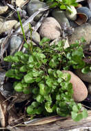 Image of New Zealand Bitter-cress