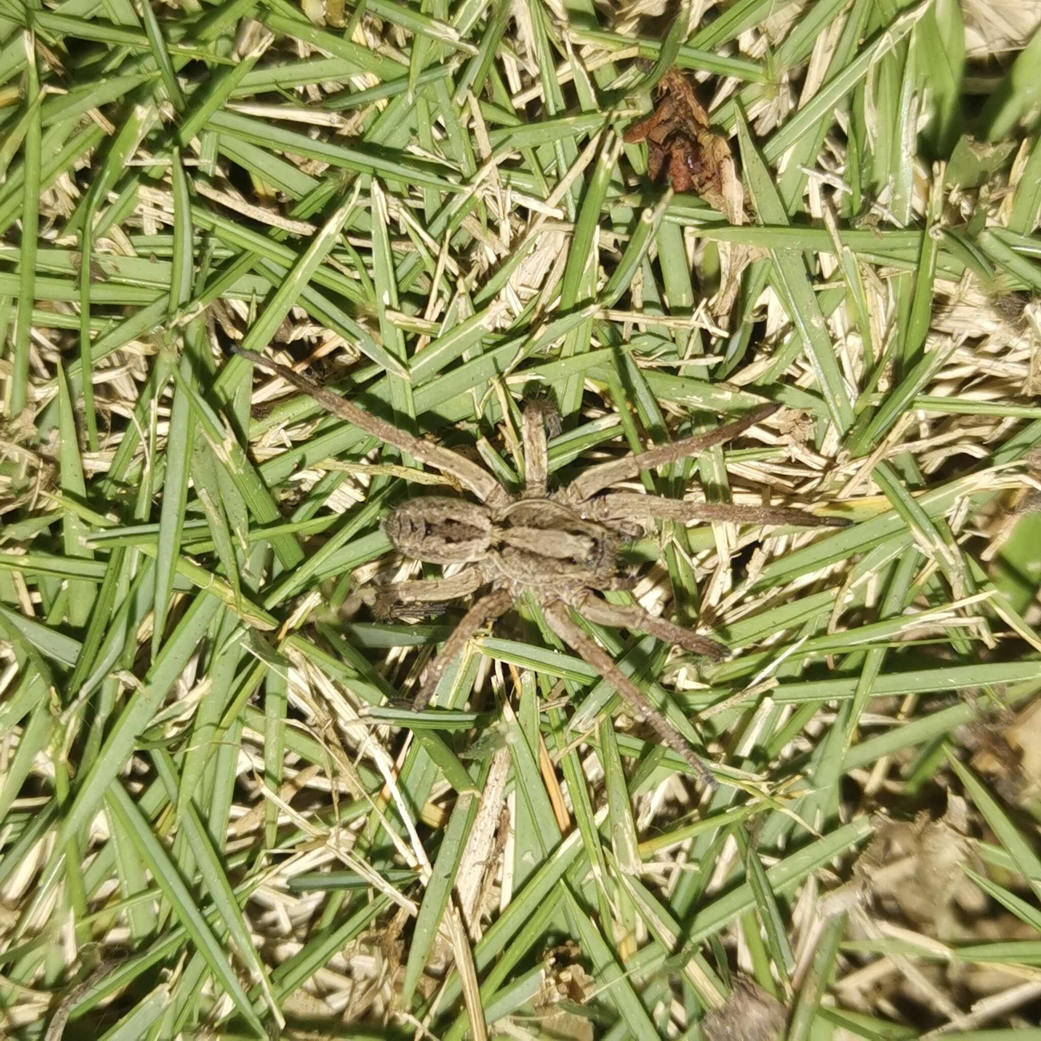 Image of Lycosa grahami Fox 1935