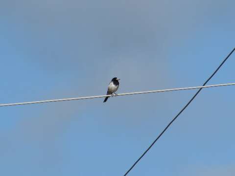 Image of Masked Wagtail