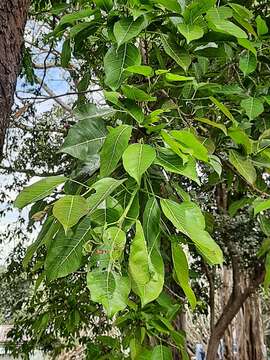 Image of Ficus amplissima Sm.