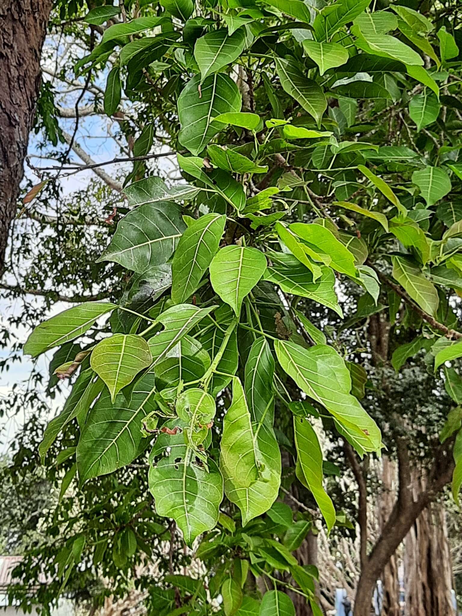 Image of Ficus amplissima Sm.