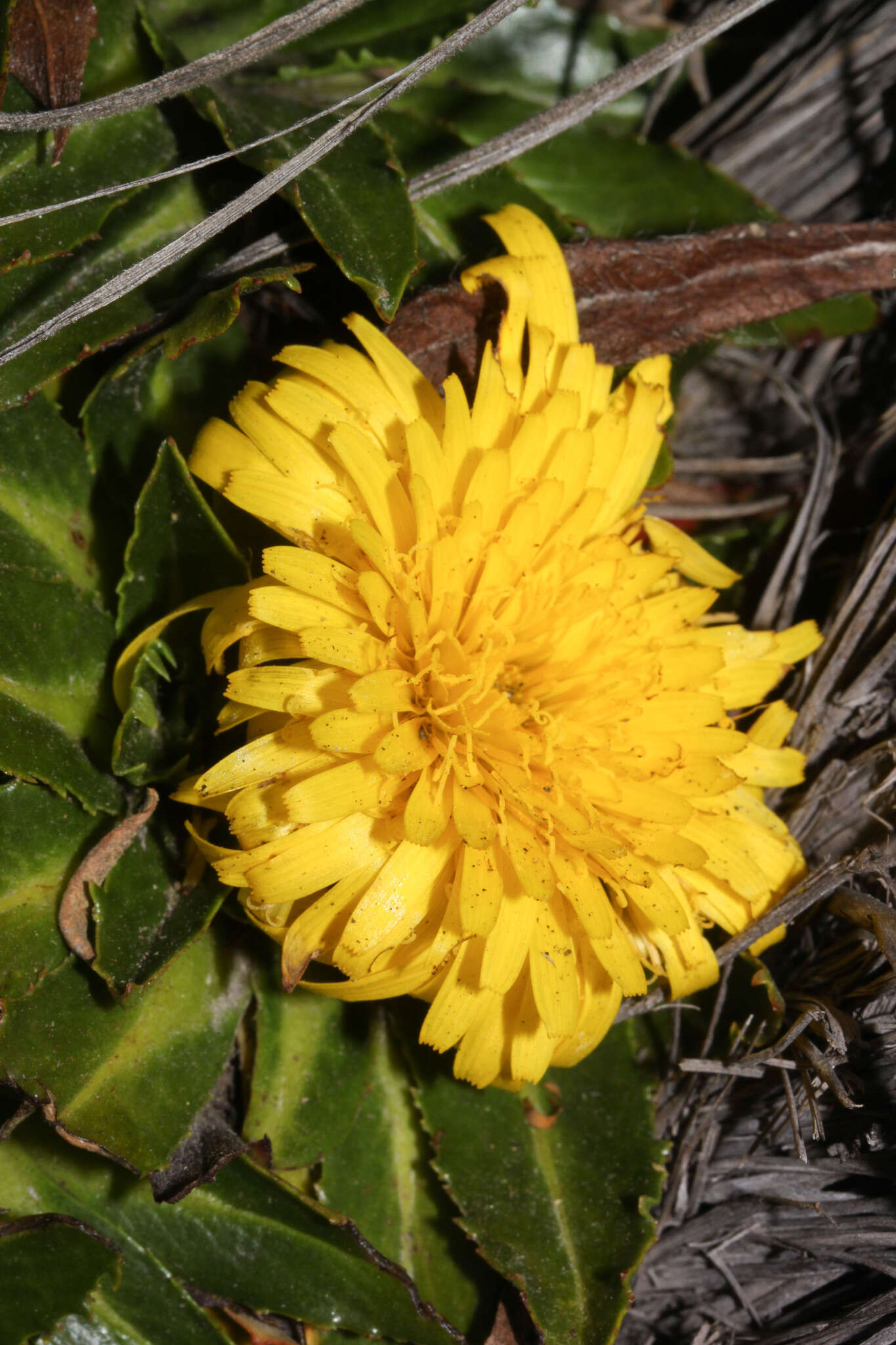 Image de Hypochaeris sessiliflora Kunth