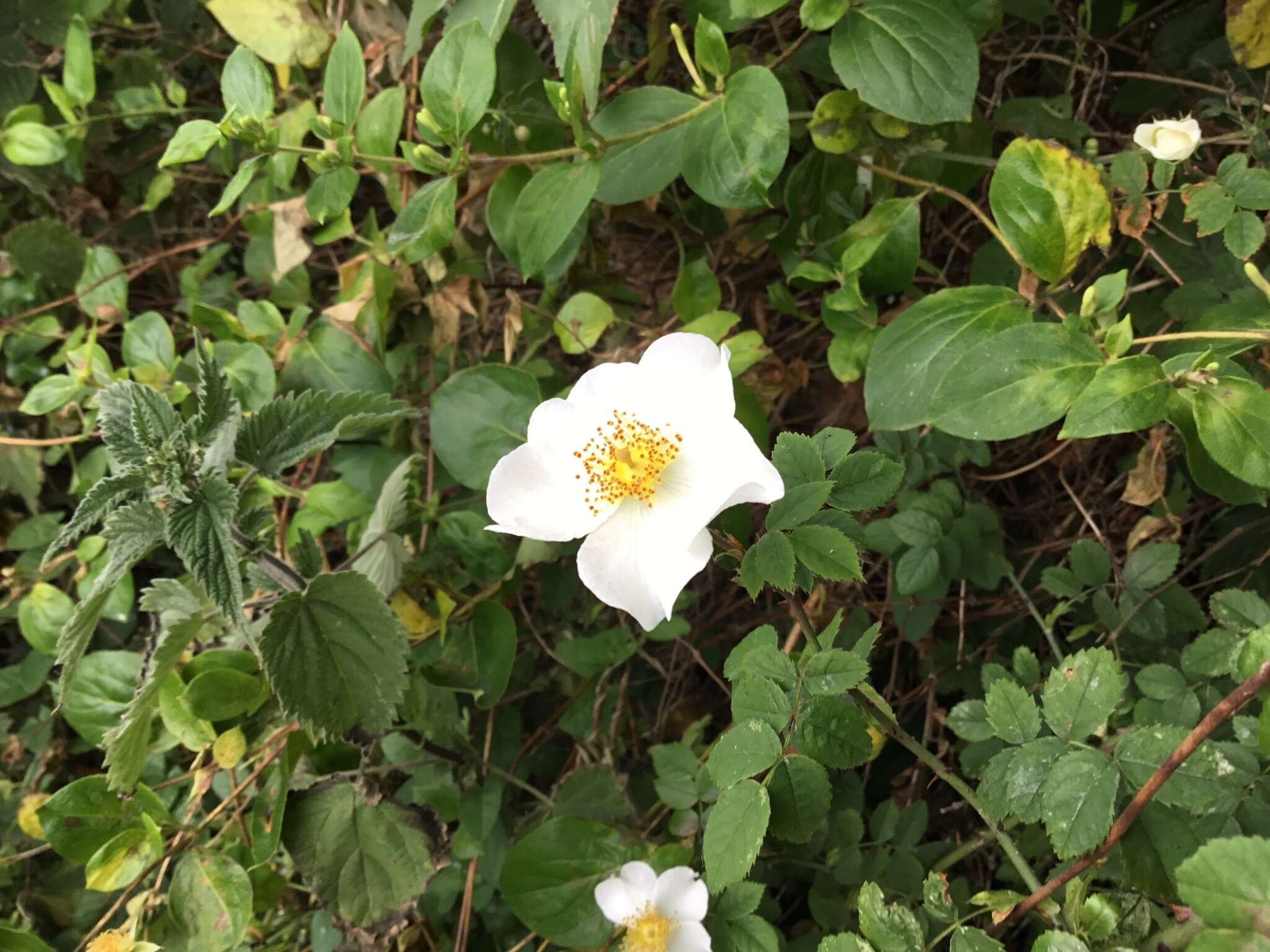 Image of Field-rose