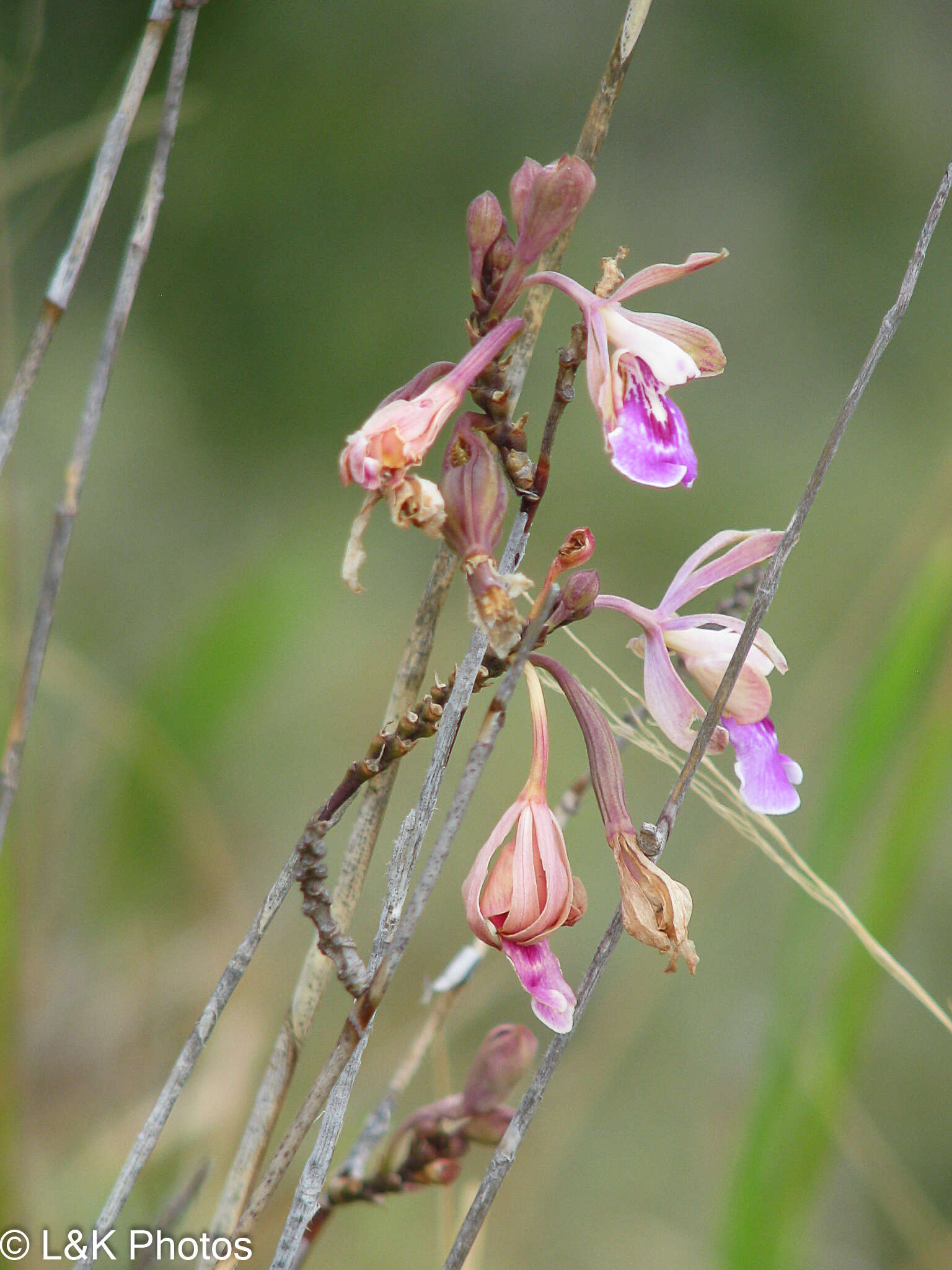 Image of island peacock orchid