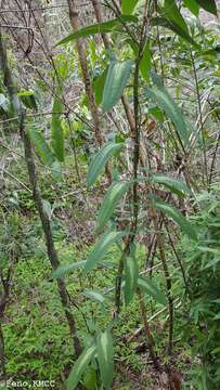 Image of Dioscorea seriflora Jum. & H. Perrier