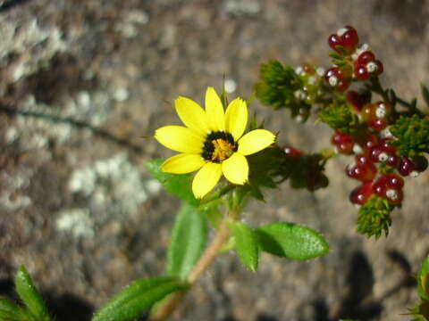 Image of Gorteria personata L.