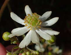 Image de Knowltonia cordata H. Rasmussen