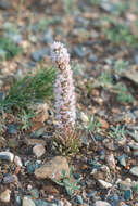 Image de Orostachys thyrsiflora (DC.) Fisch. ex Sweet