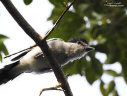 Image of Gray-collared Becard