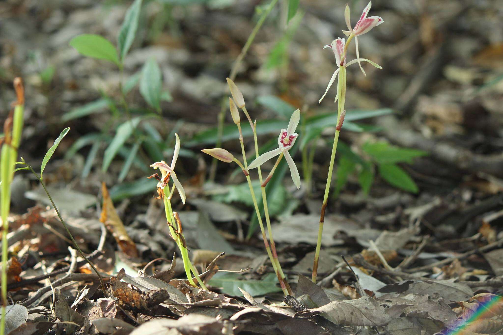 Imagem de Cymbidium macrorhizon Lindl.