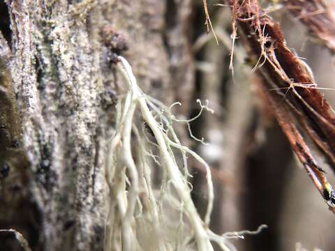 Image of Angel's hair