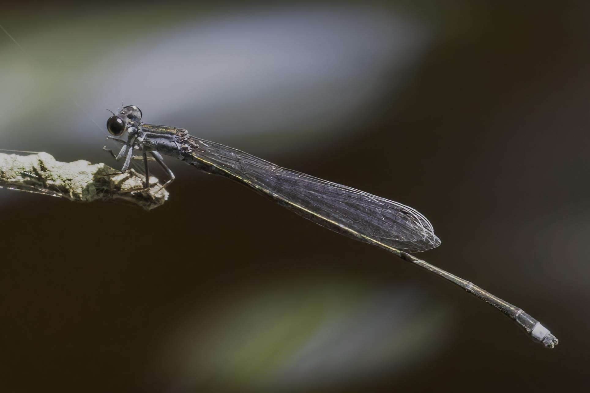 Image of Blackwater Bluet