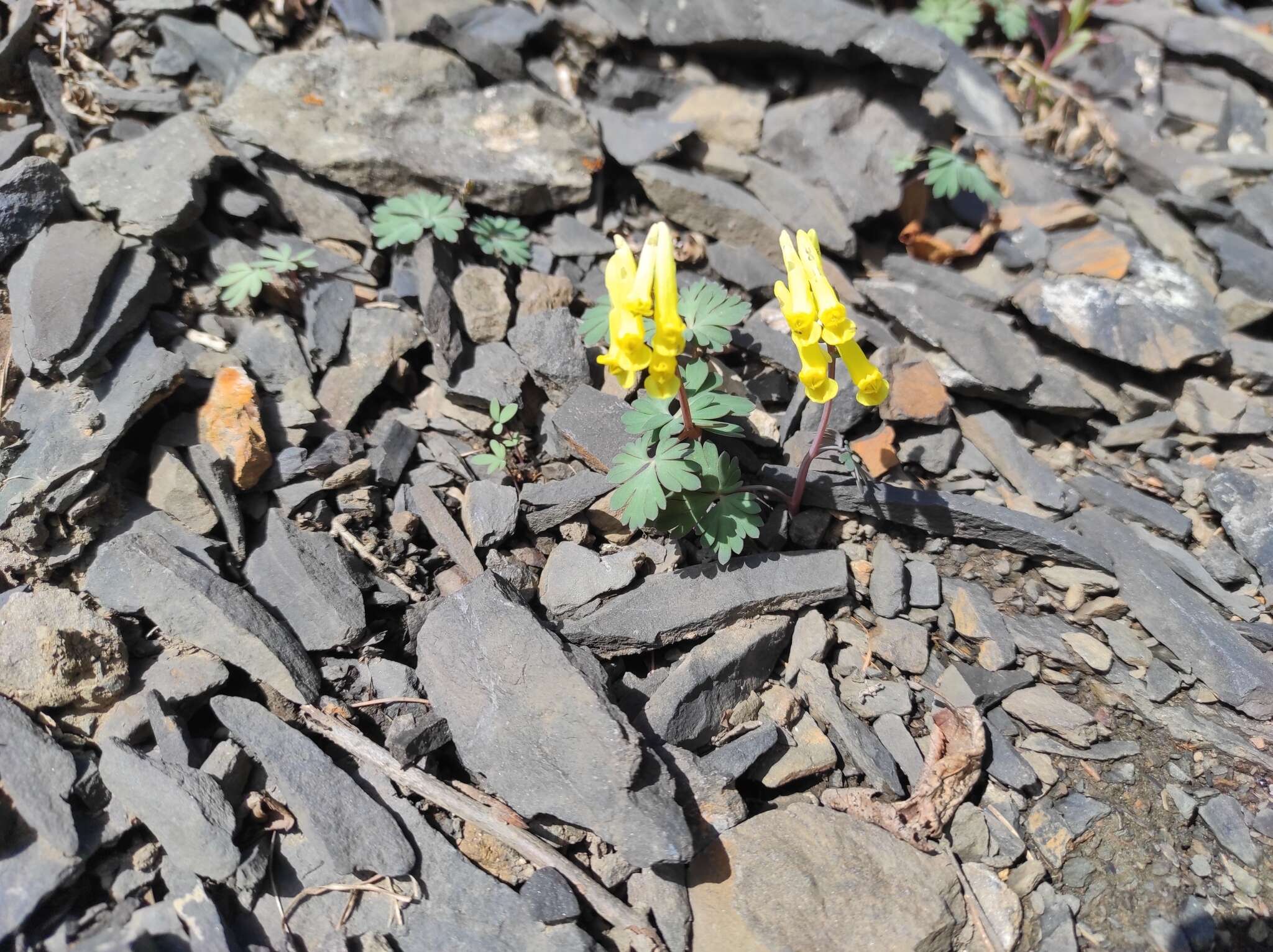 Image of Corydalis gorodkovii Karav.