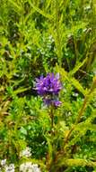 Imagem de Campanula glomerata subsp. farinosa (Rochel ex Besser) Kirschl.