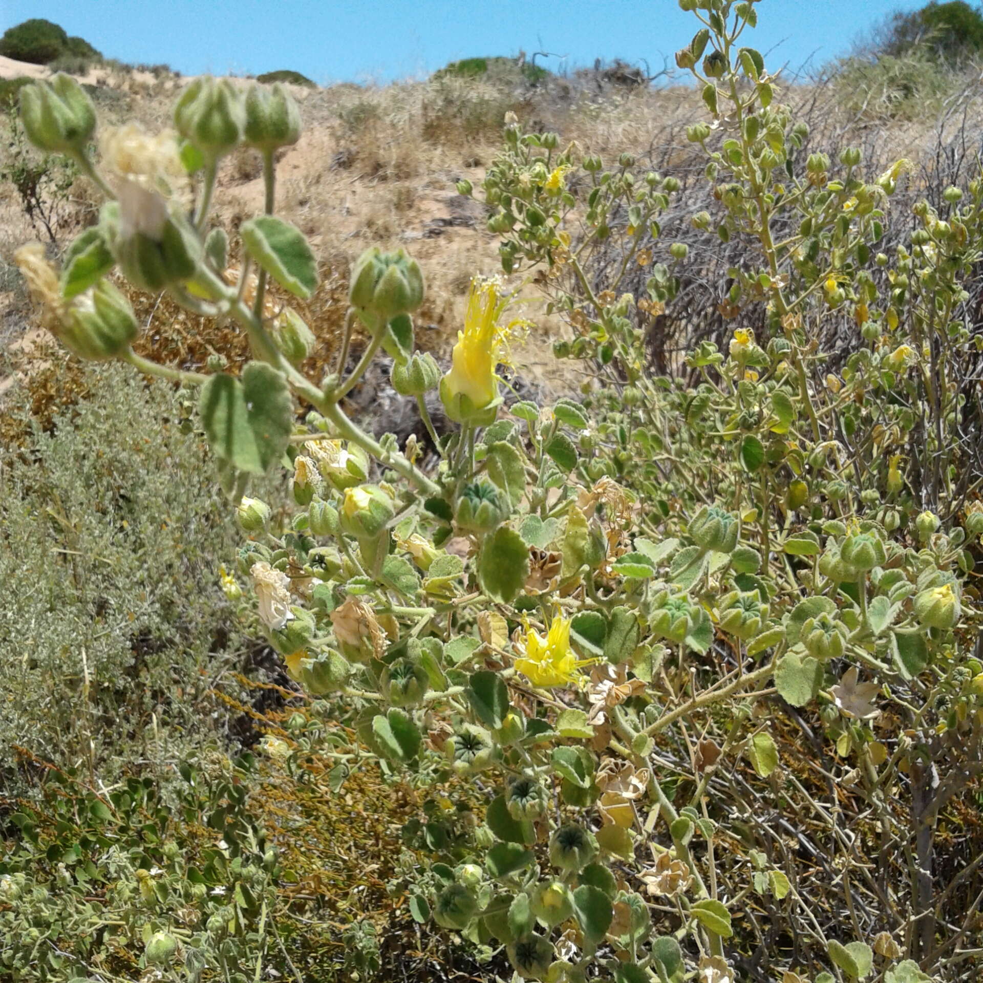 Image of Abutilon indicum subsp. indicum