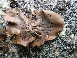 Image of navel lichen