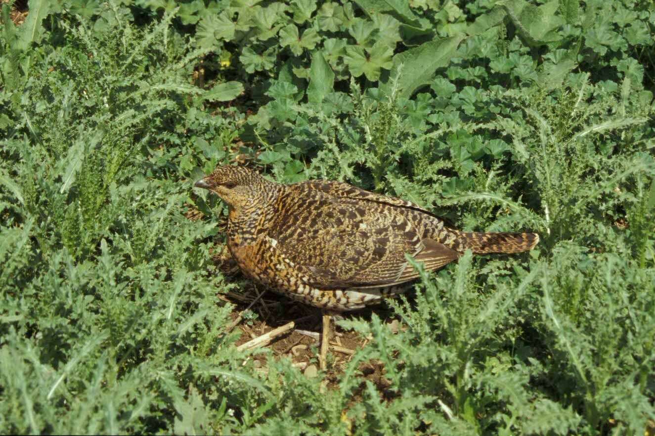 Image of Cantabrian capercaillie