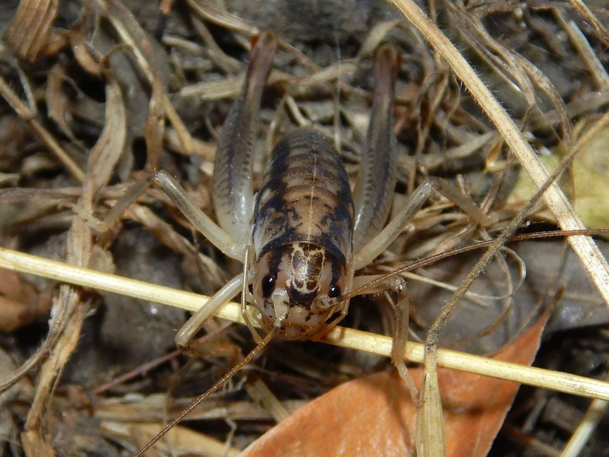 Image of Cnemotettix bifasciatus Rentz, D. C. F. & Weissman 1973