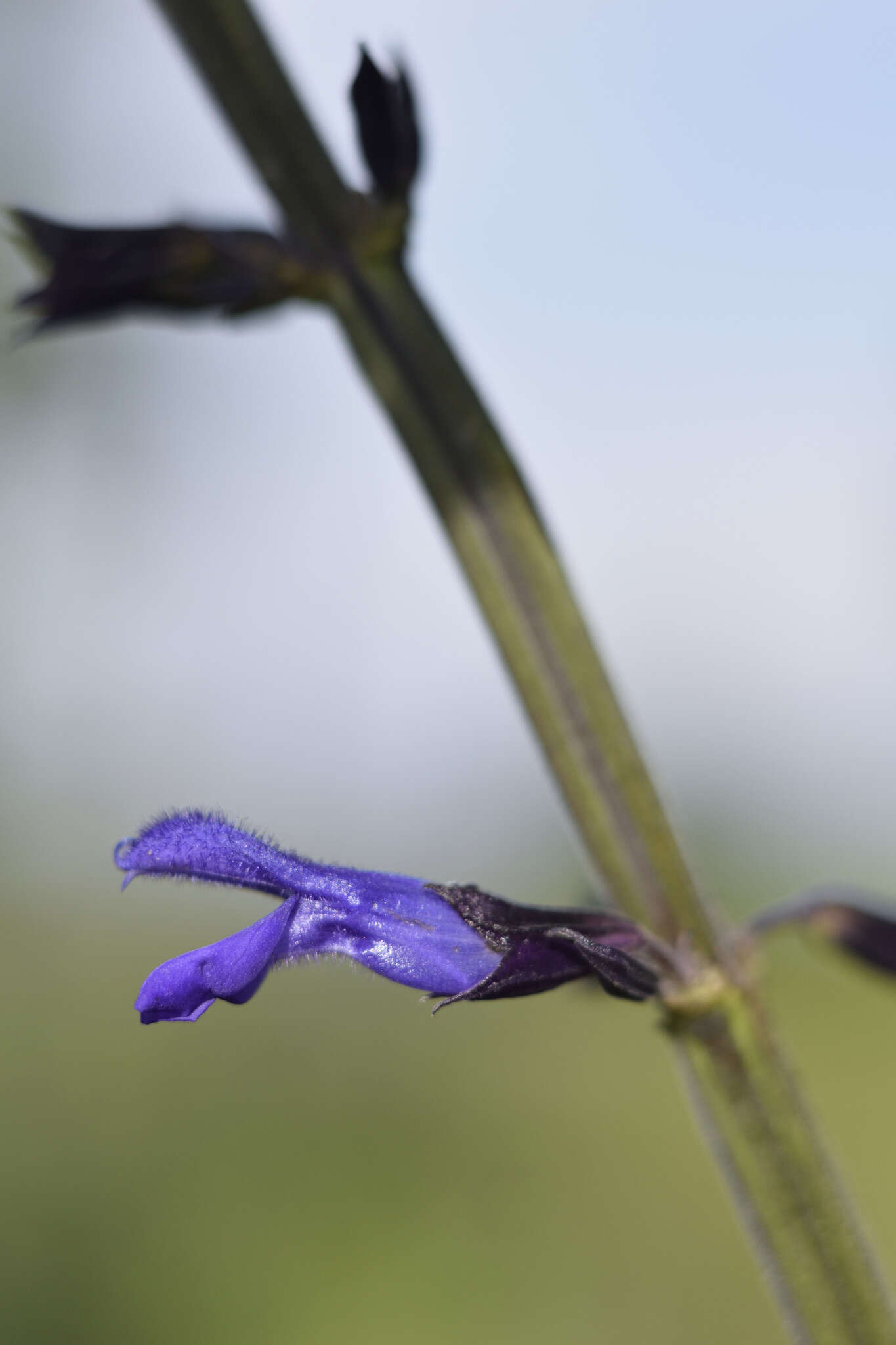 Image of Salvia mexicana L.