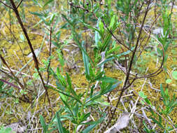 Image of Round-Seed St. John's-Wort