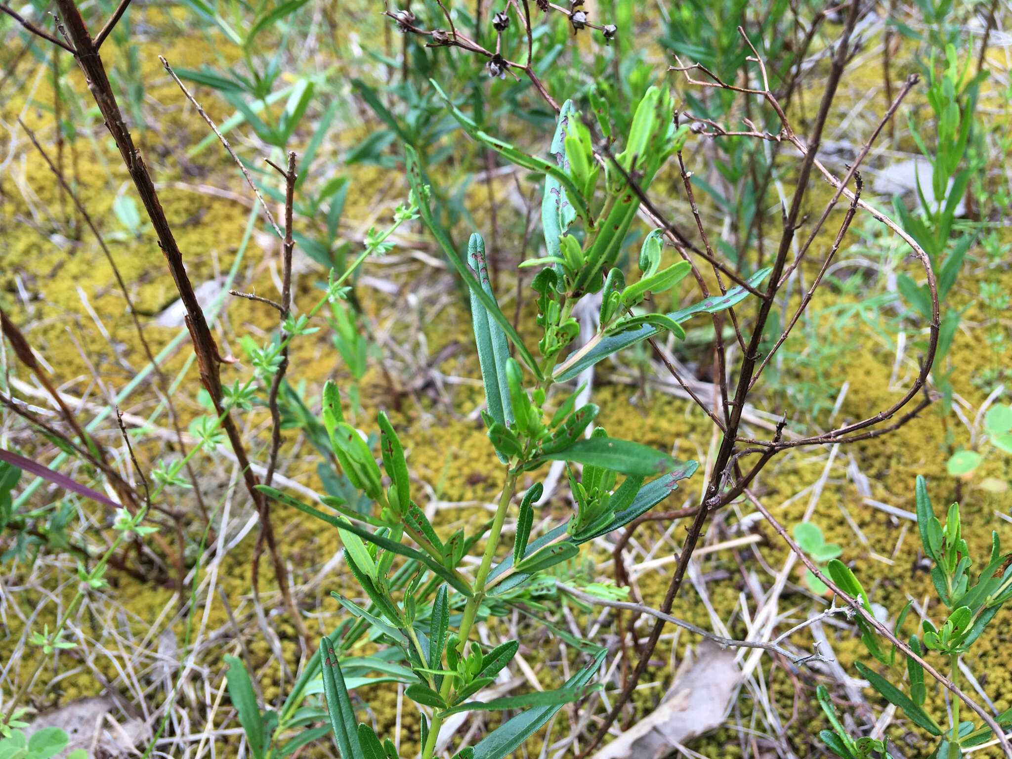 Image of Round-Seed St. John's-Wort