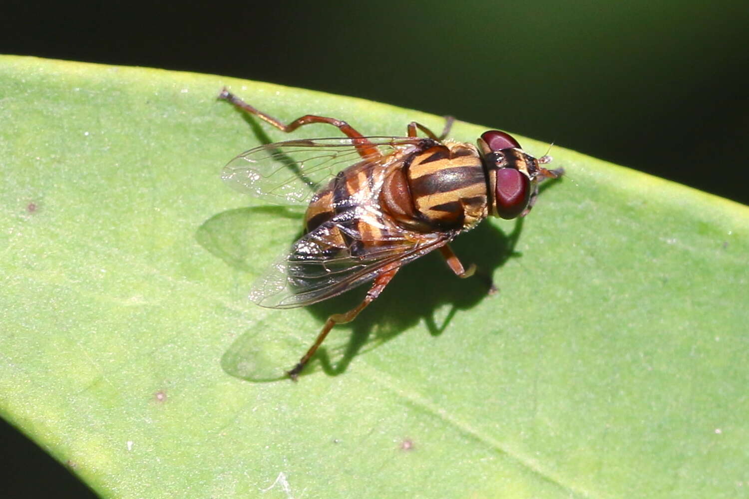 Image of Austalis conjucta (Ferguson 1926)