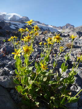 Image of smallhead arnica