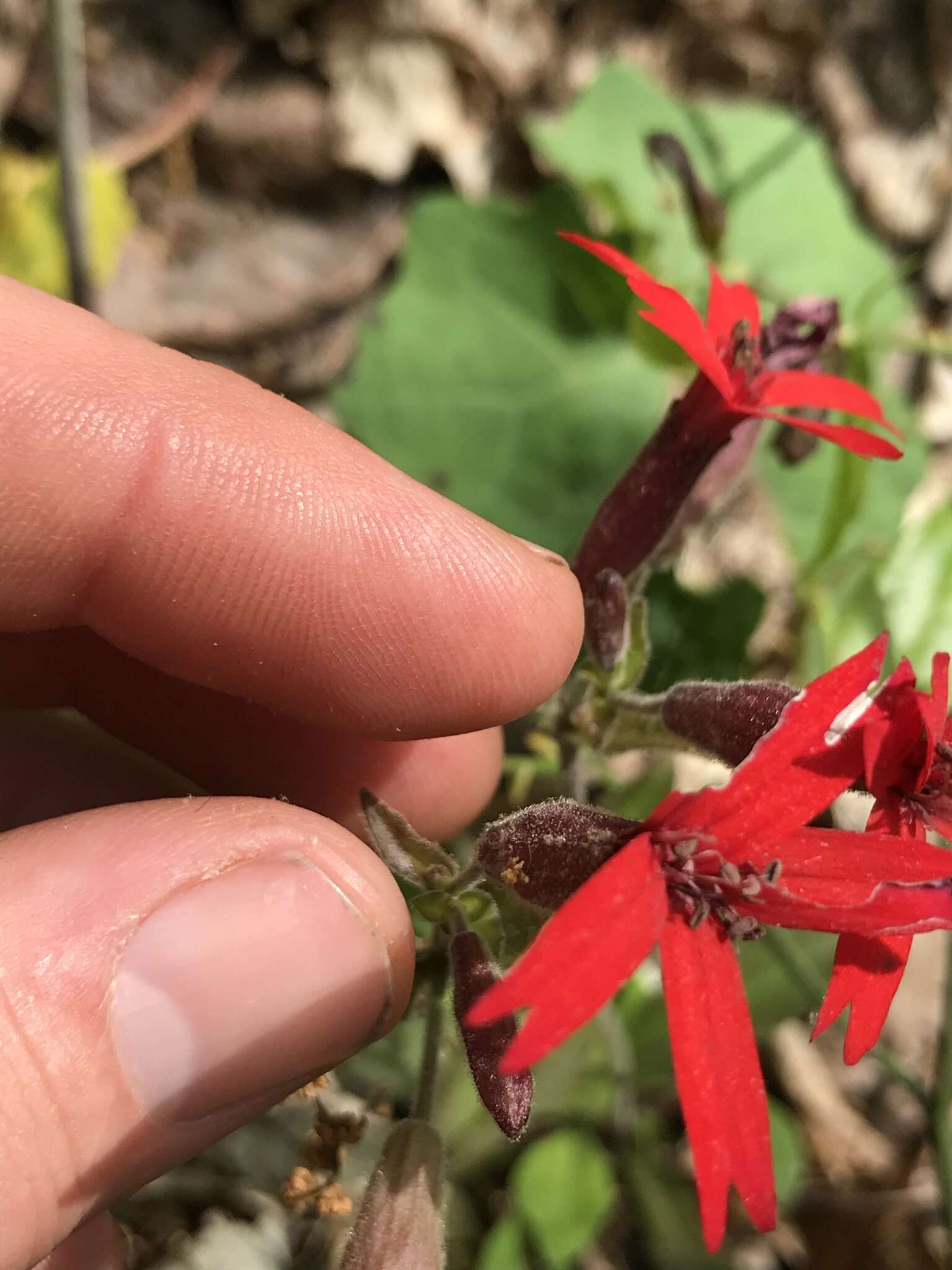 Image of Silene virginica var. virginica