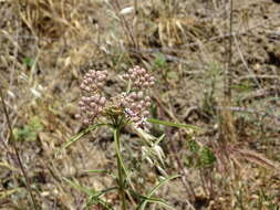 Image of Asclepias fascicularis Decne.