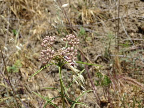 Image of Asclepias fascicularis Decne.