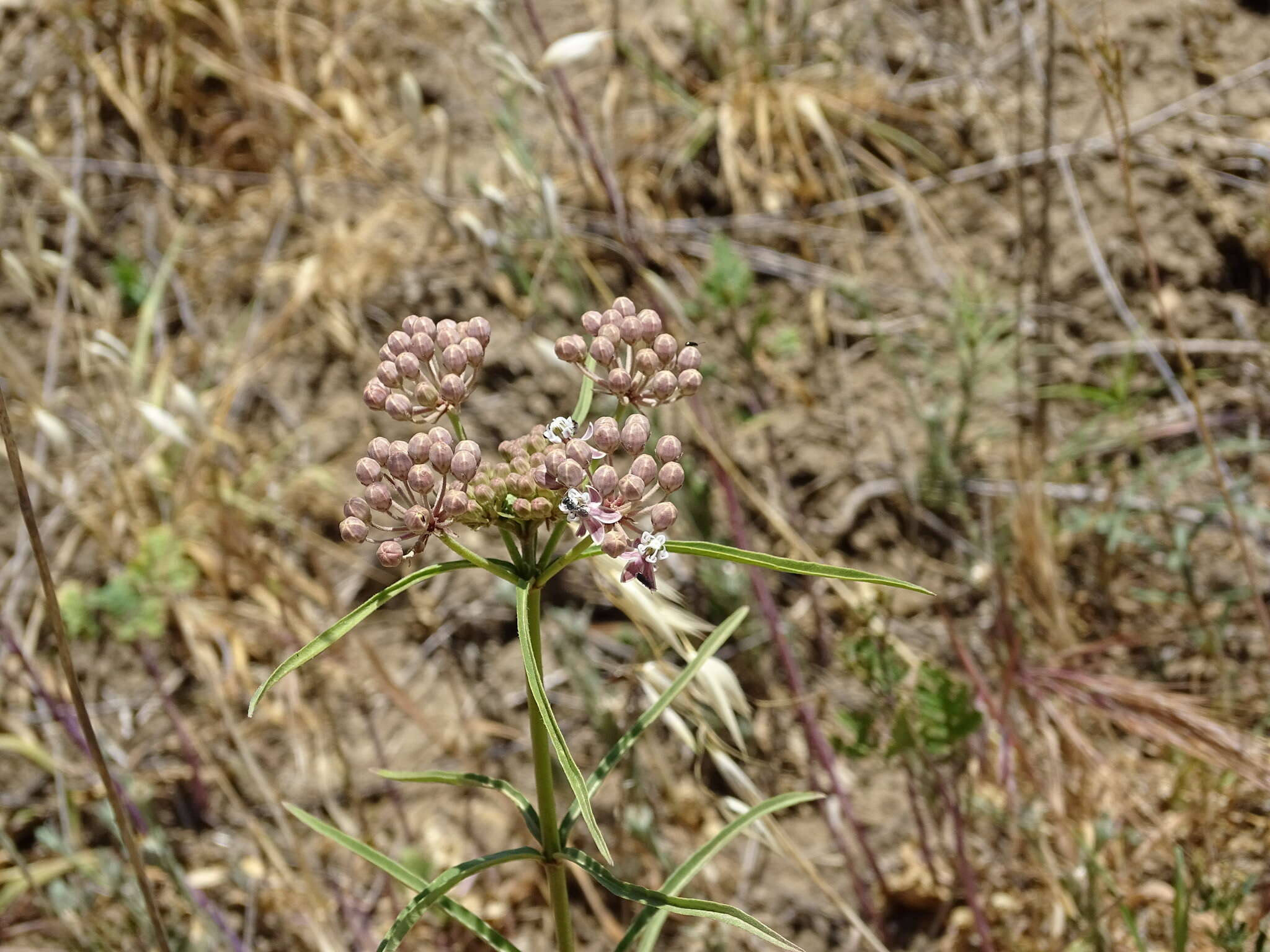 Image of Asclepias fascicularis Decne.