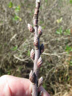 Image of hairy corkwood