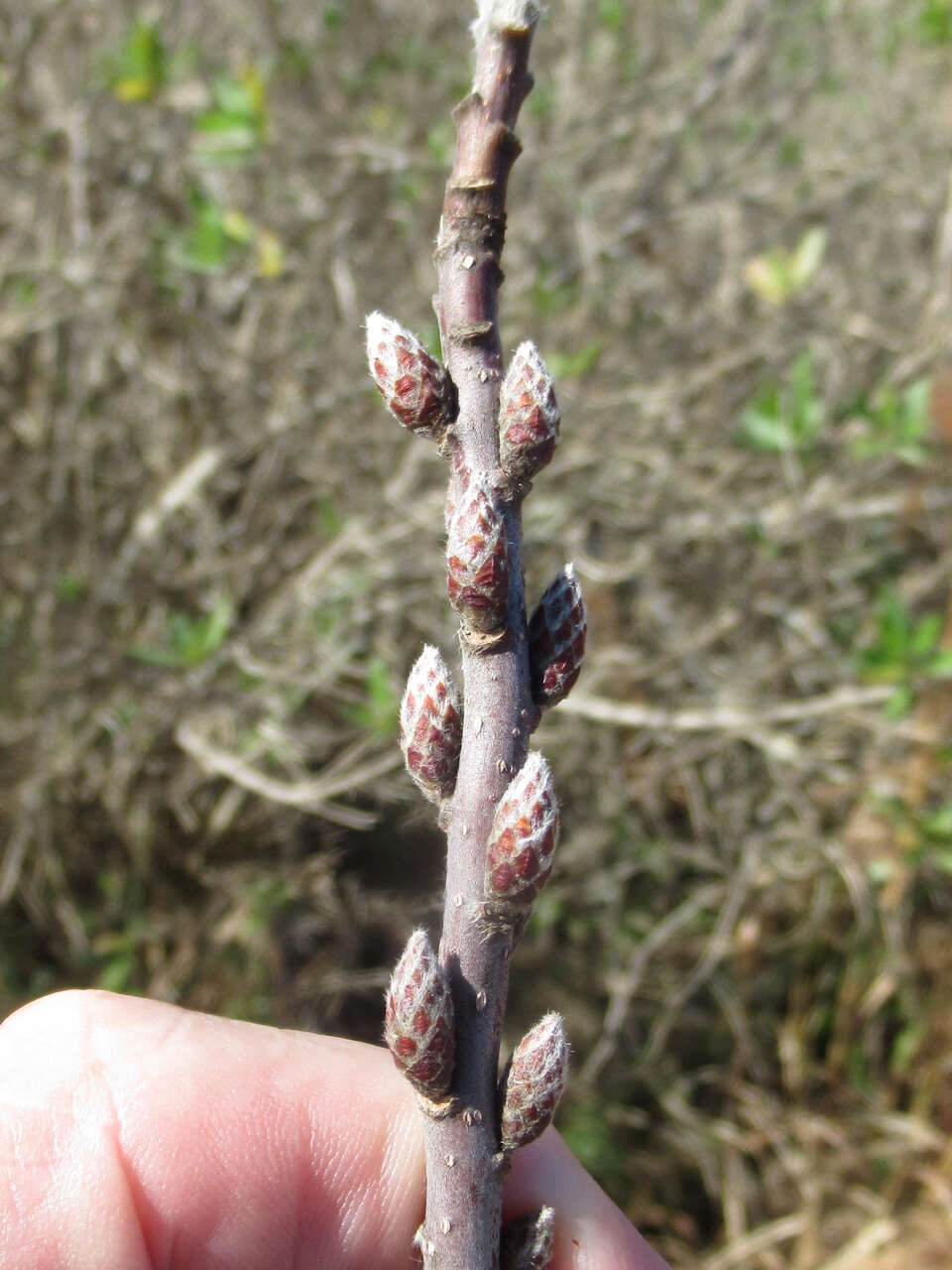 Image of hairy corkwood