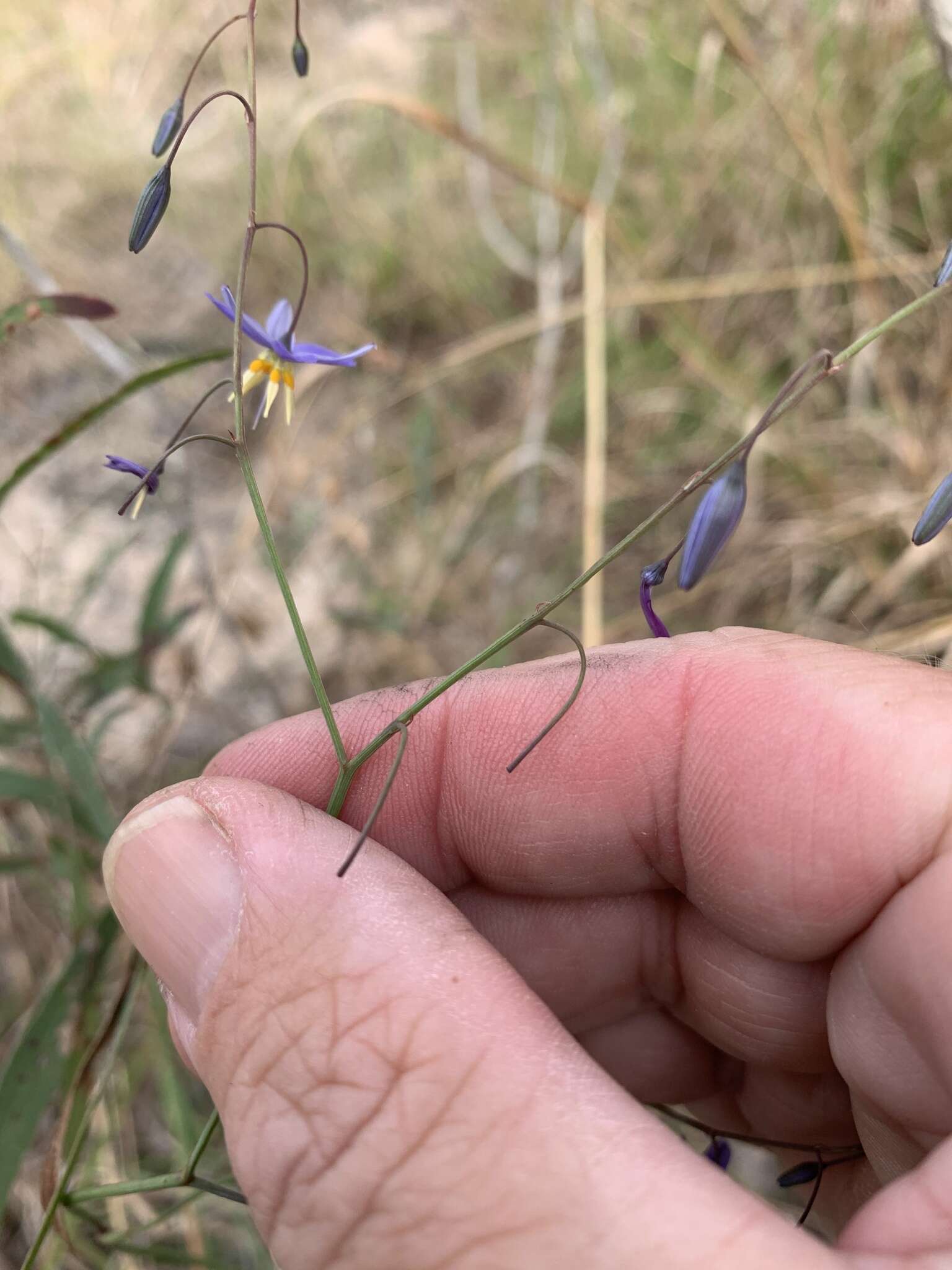 Image of Dianella rara R. Br.