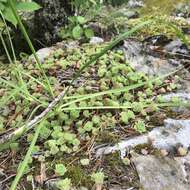 Image of cliff stonecrop