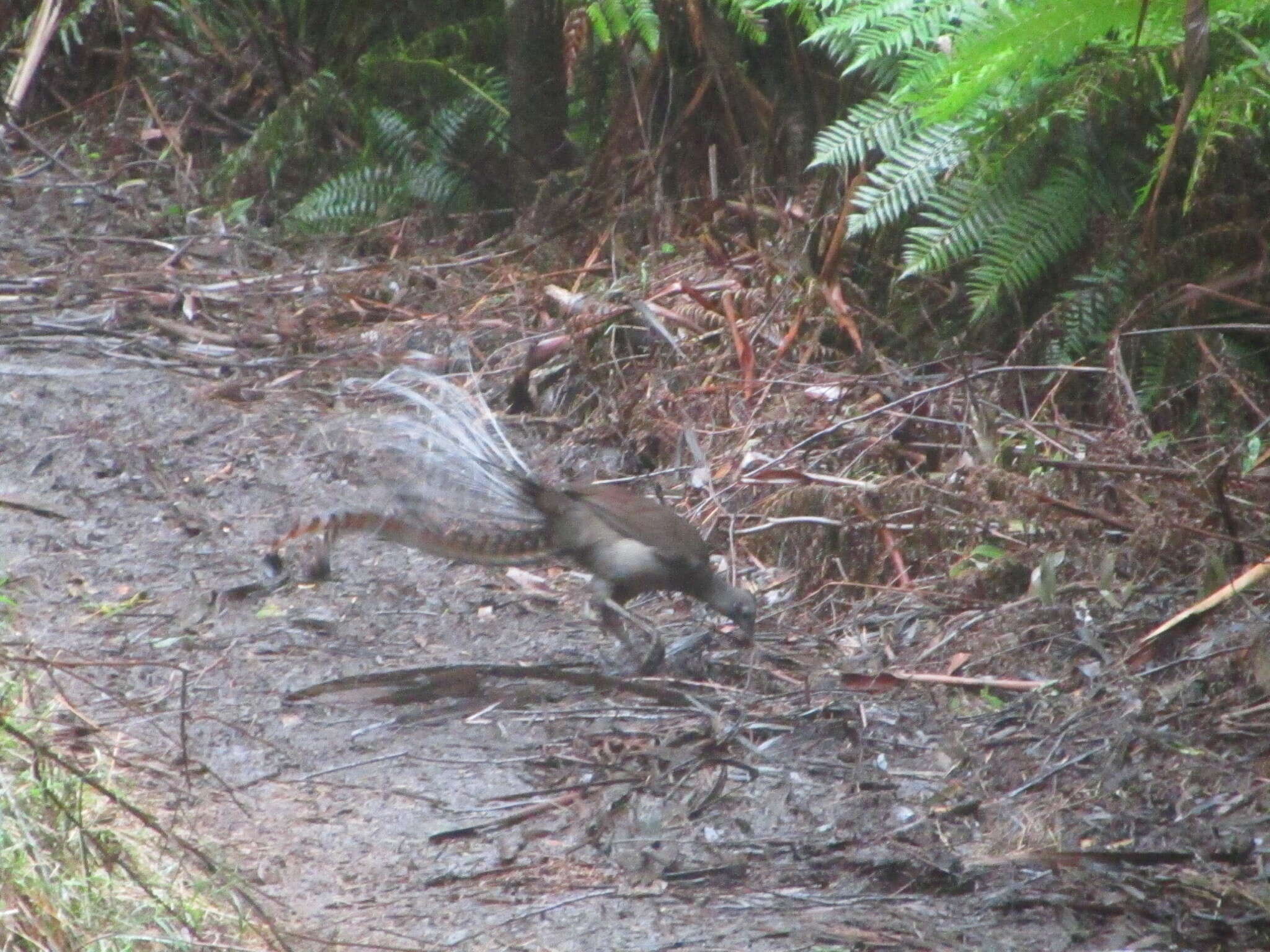 Image of lyrebirds