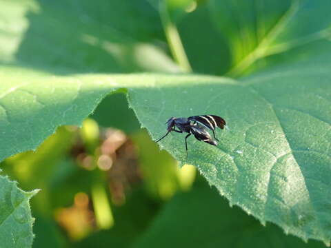 Image of Black Onion Fly