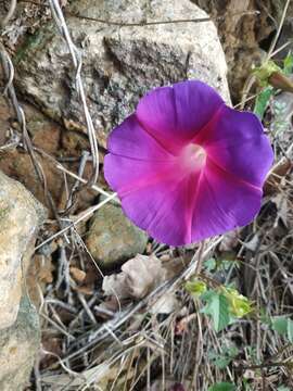 Imagem de Ipomoea emetica Choisy