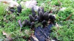 Imagem de Xylaria polymorpha (Pers.) Grev. 1824