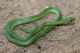 Image of Green Water Snake