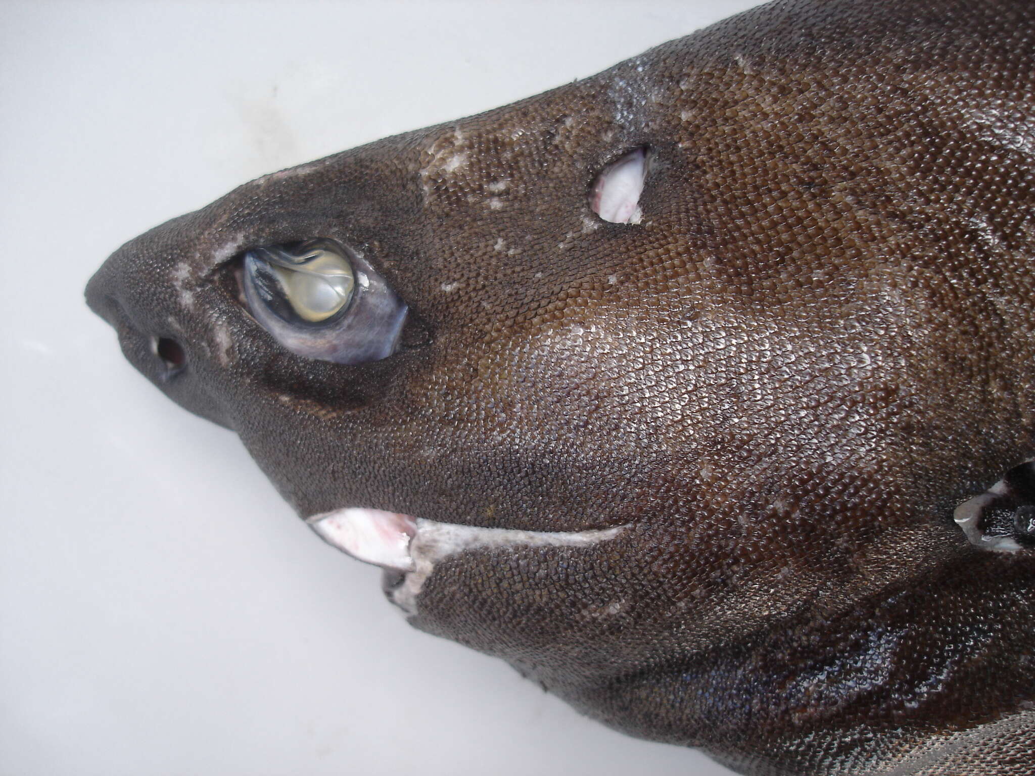 Image of Portuguese Dogfish