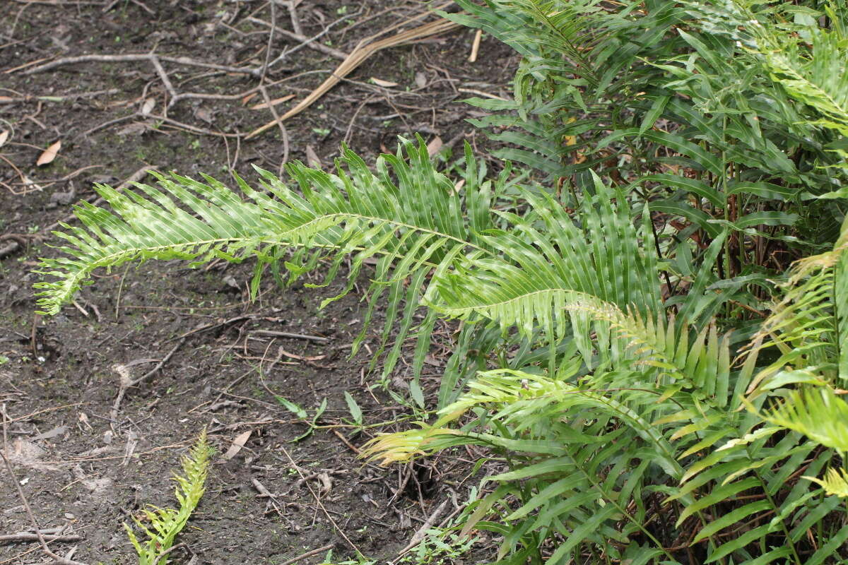 Image of swamp water fern