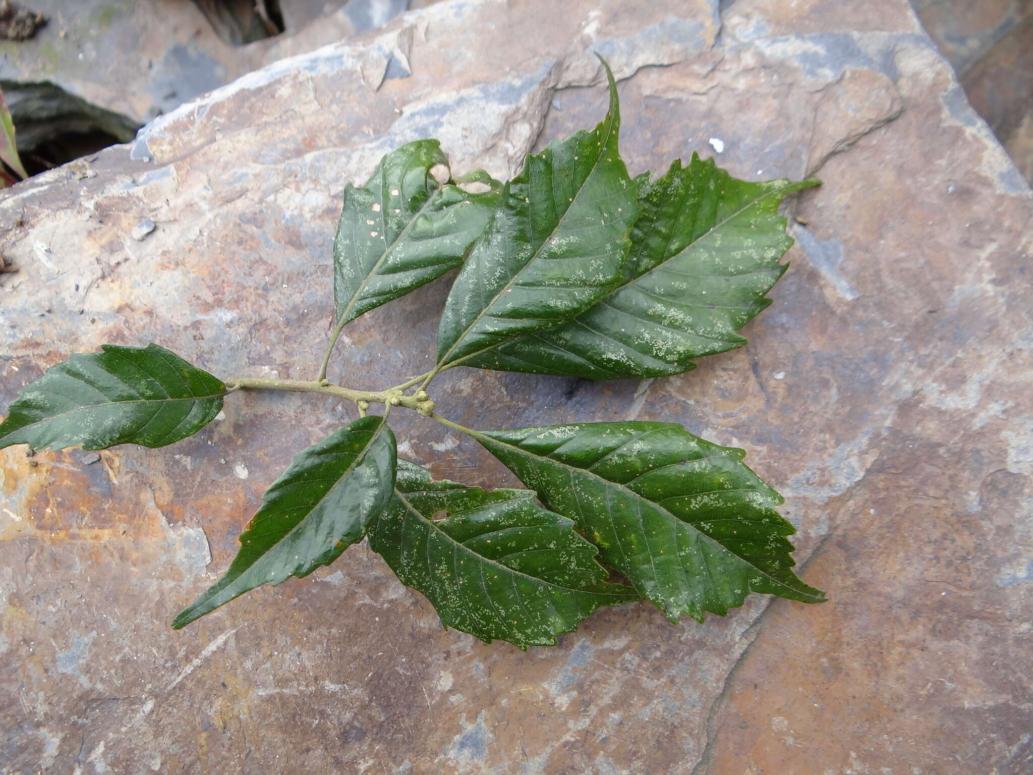 Слика од Lithocarpus corneus (Lour.) Rehder